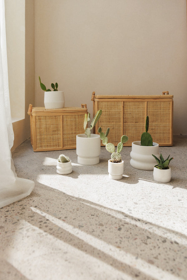 3D plant pot small capparis