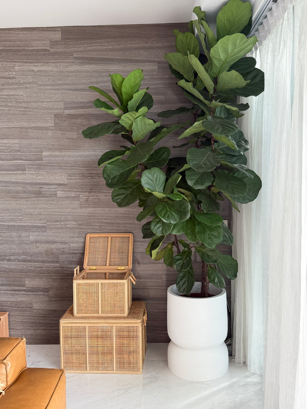 calypso large & small floor pot bundle