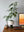 talai verde lamp