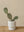 3D plant pot small capparis