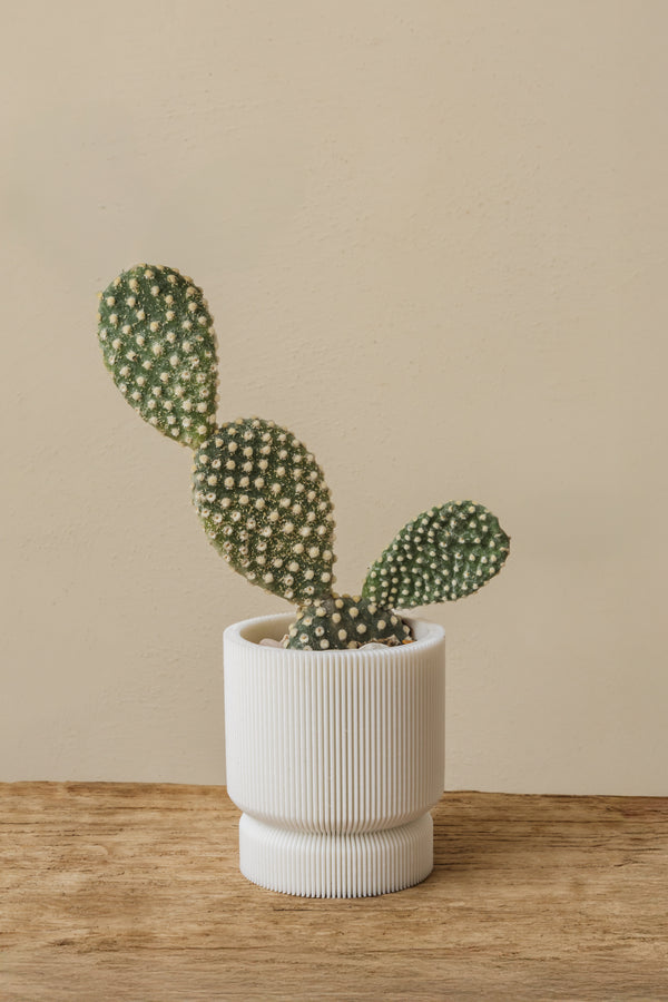 3D plant pot small capparis