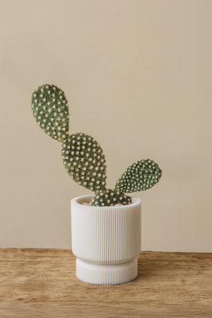 3D plant pot small capparis