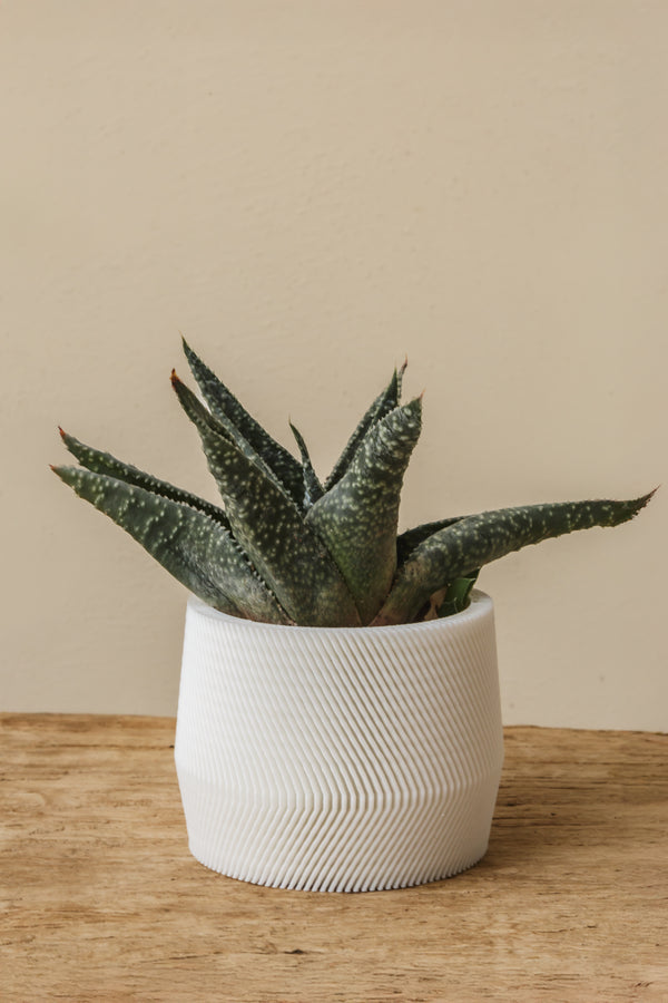 bundle 3D plant pot small
