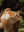 tropical rug small halosepia