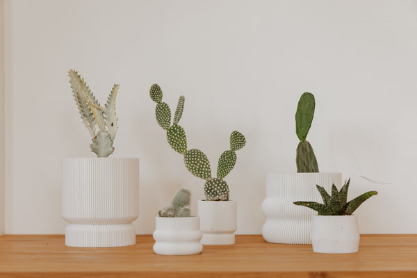 white plant pots on a wooden surface