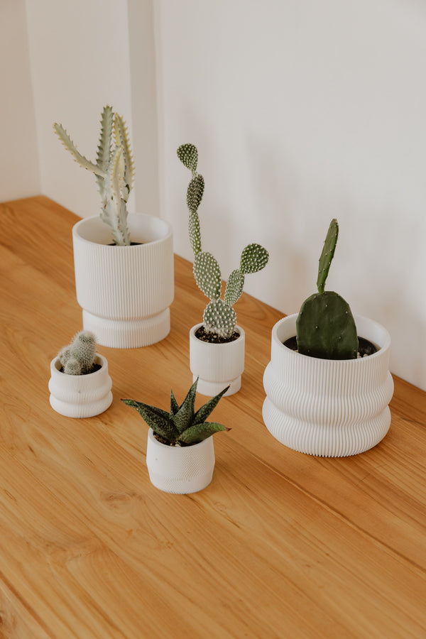 Cactus Plants For Home Decor