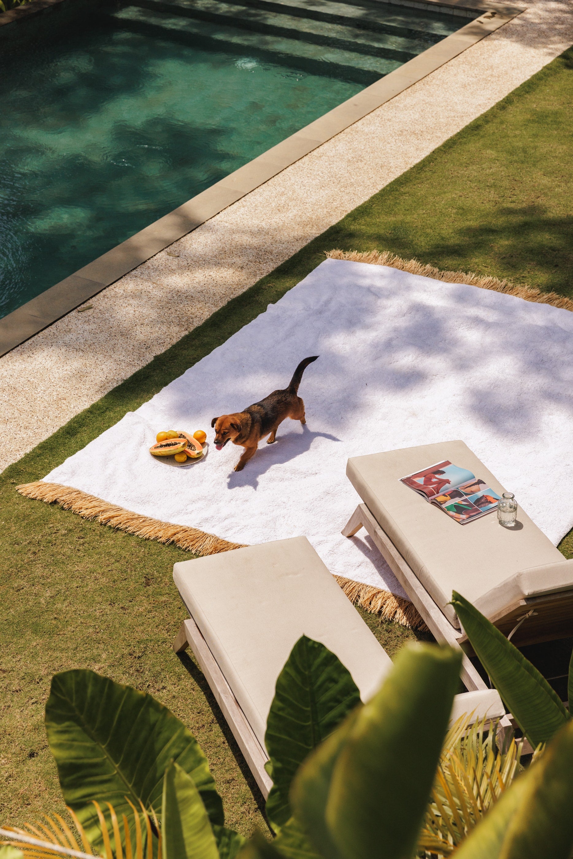 large rug + large floor pot