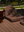 palma cacao recliner